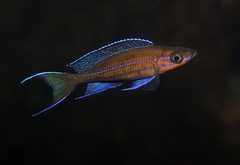 Paracyprichromis nigripinnis 'Popo (Kizumbi) Rocks'